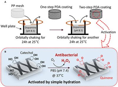 Antibacterial Properties of Mussel-Inspired Polydopamine Coatings Prepared by a Simple Two-Step Shaking-Assisted Method